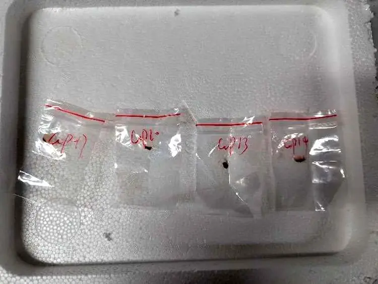 Chinese Nationals Smuggled Dangerous Fungus into U.S. 2 The toxic fungus Fusarium graminearum was allegedly smuggled into the US in the backpack of a Chinese scientist. (Image Credit: AP)